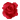 rose rose