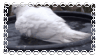 dove dove