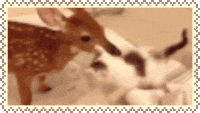 fawn & kitten